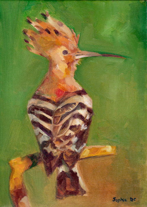 Hoopoe