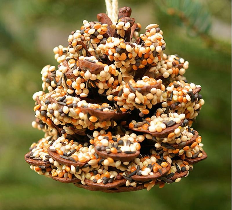 Kids DIY Pine Cone Bird Feeder