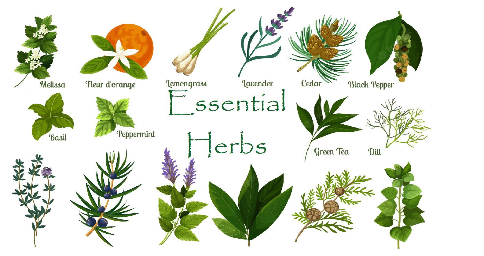 A Guide to the Medicinal Plants of T&T