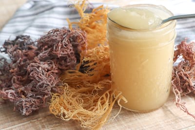Children of Israel: SEA MOSS OR SEAWEED IS UNCLEAN
