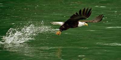 Abominable Fowls: The Hebrew Israelites  cannot eat. It is Unclean.