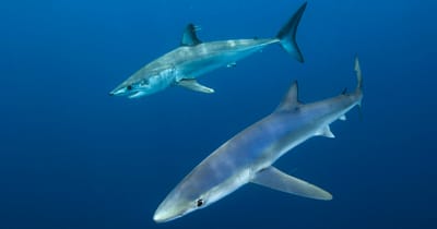 Children of Israel-SHARK IS UNCLEAN