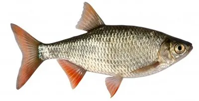 CLEAN FISHES WITH FINS AND SCALES