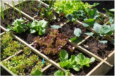 Keepers at Home-Gardening