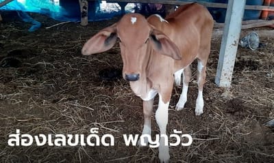แห่ขอโชค "พญาวัว" แรกคลอด ลักษณะตรงตามตำราโบราณ เจ้าของบอกเจอแค่       1 ในล้าน image