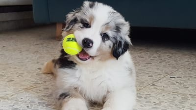 מיומנו של גור