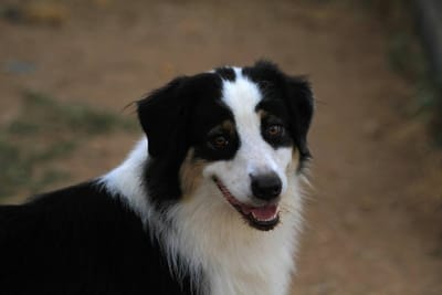 לטפח לסרק לאהוב