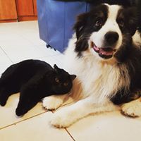 וגר חתול עם כלב