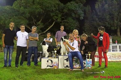 סטיב המופלא כוכב תערוכה