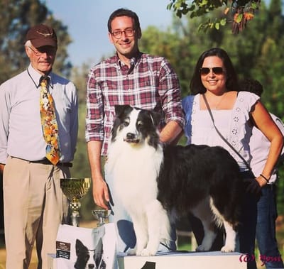 חדשות רגמון מתערוכת  החוג לכלבי רועים במשמר העמק