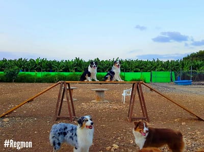 גן שעשועים אוסטרלי