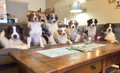 נר ראשון של חנוכה רגמון סטייל