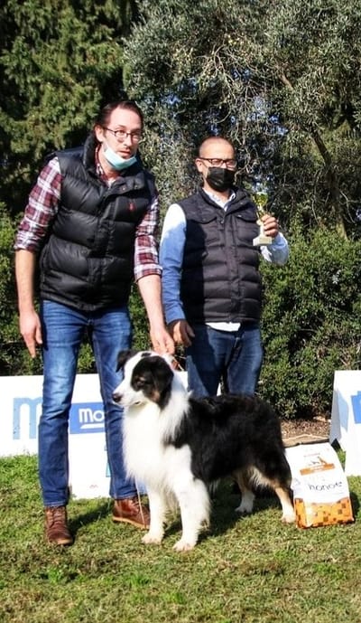 חדשות רגמון מתערוכת החוג הישראלי לכלבי רועים במשמר העמק 19.12.2020