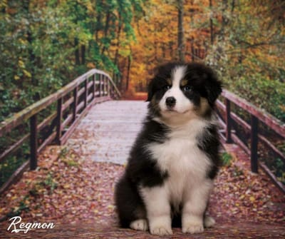 מקורות והיסטוריה של כלב הרועים האוסטרלי