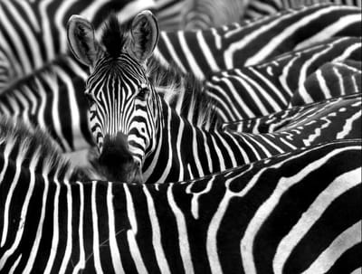 1 שחור לבן או צבעוני