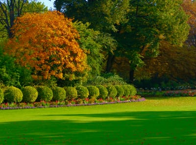 How to Landscape Using Pine Straw? image