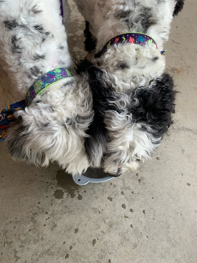 Day 2 - Hot Dogs in Kansas City