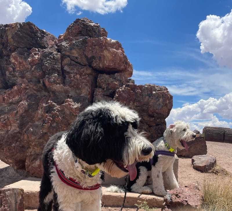 Day 13 - Grand Canyon to Albuquerque