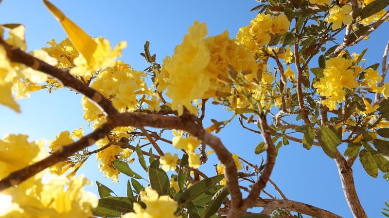 TORNEIO DE PRIMAVERA