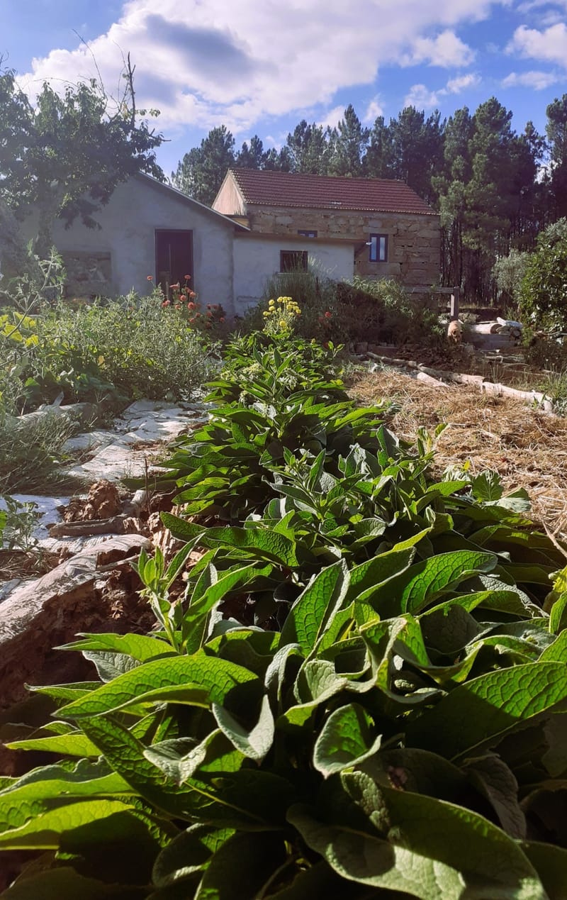 COMFREY PLANTS