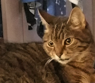 Who will care for Gigi?