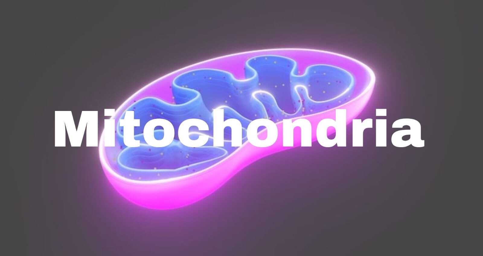 Mitochondria