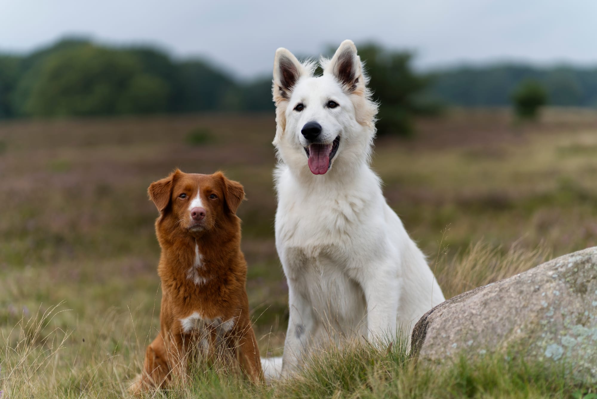 in der Lüneburger Heide