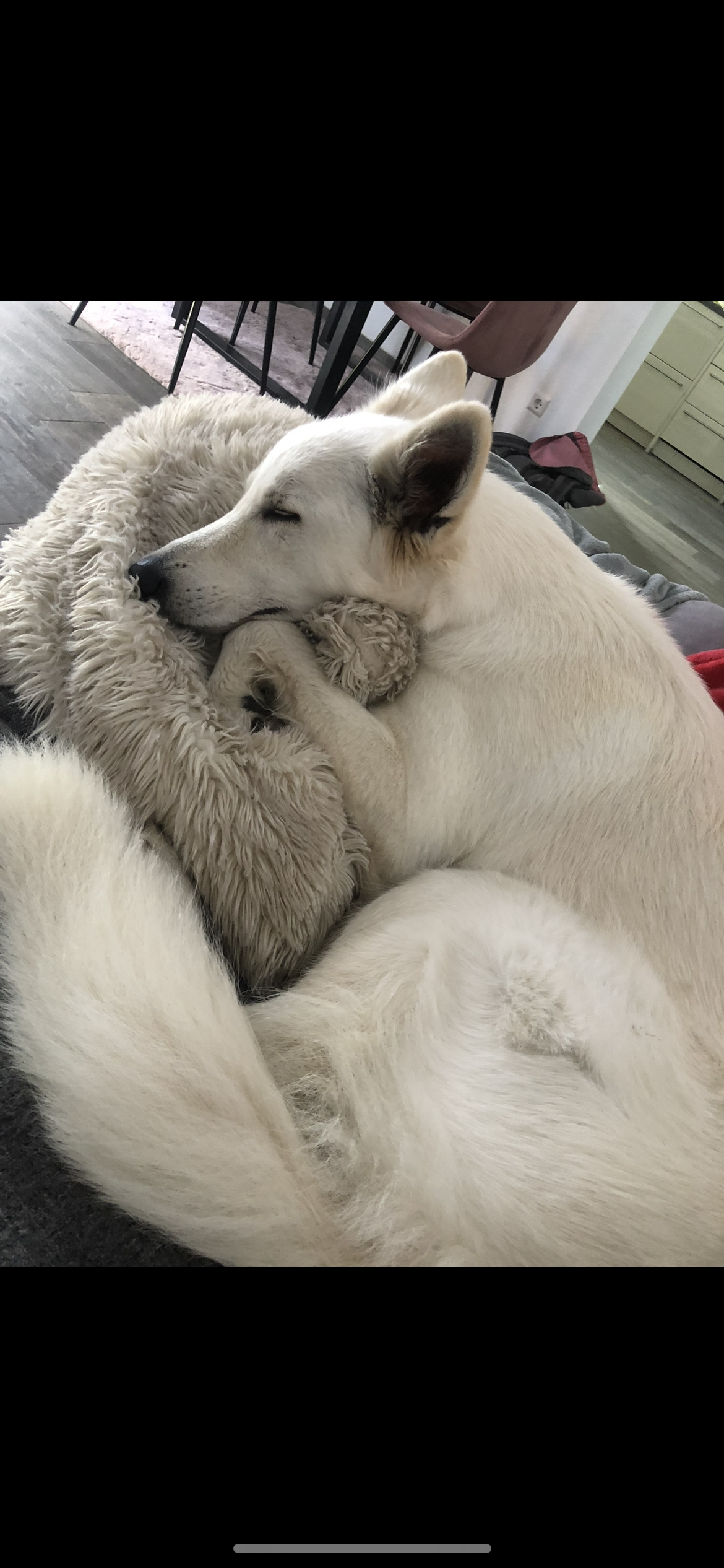 So schläft Ilvy am liebsten. Auf dem Sofa mit Kissen natürlich ;)