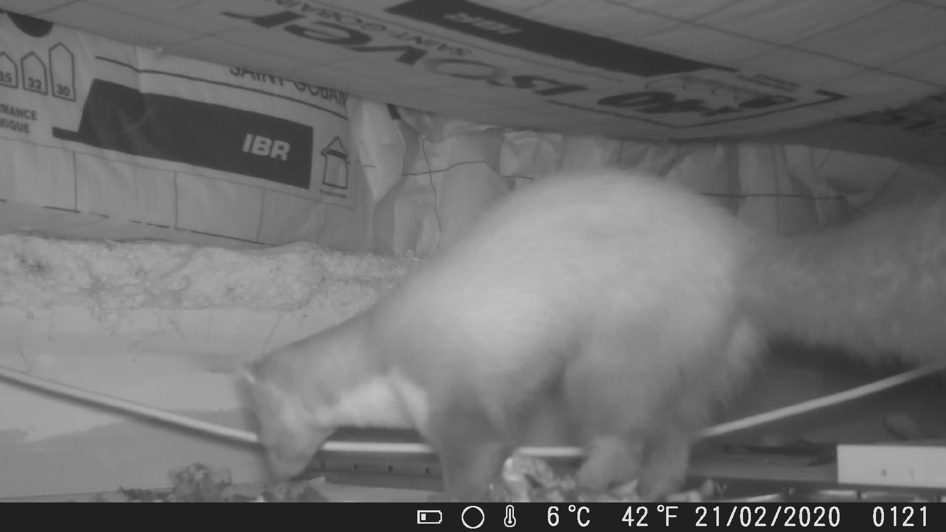 Fouine dans un faux plafond à Saint-Laurent de Mure