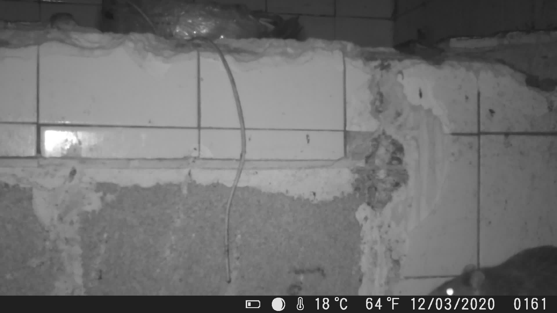 Extermination Rat Vaulx en Velin