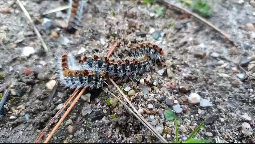 Chenilles processionnaires du pin, Décines 69