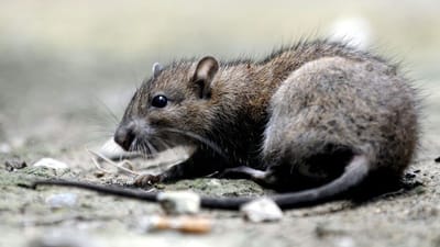 Responsabilités en matière de dératisation et désinsectisation