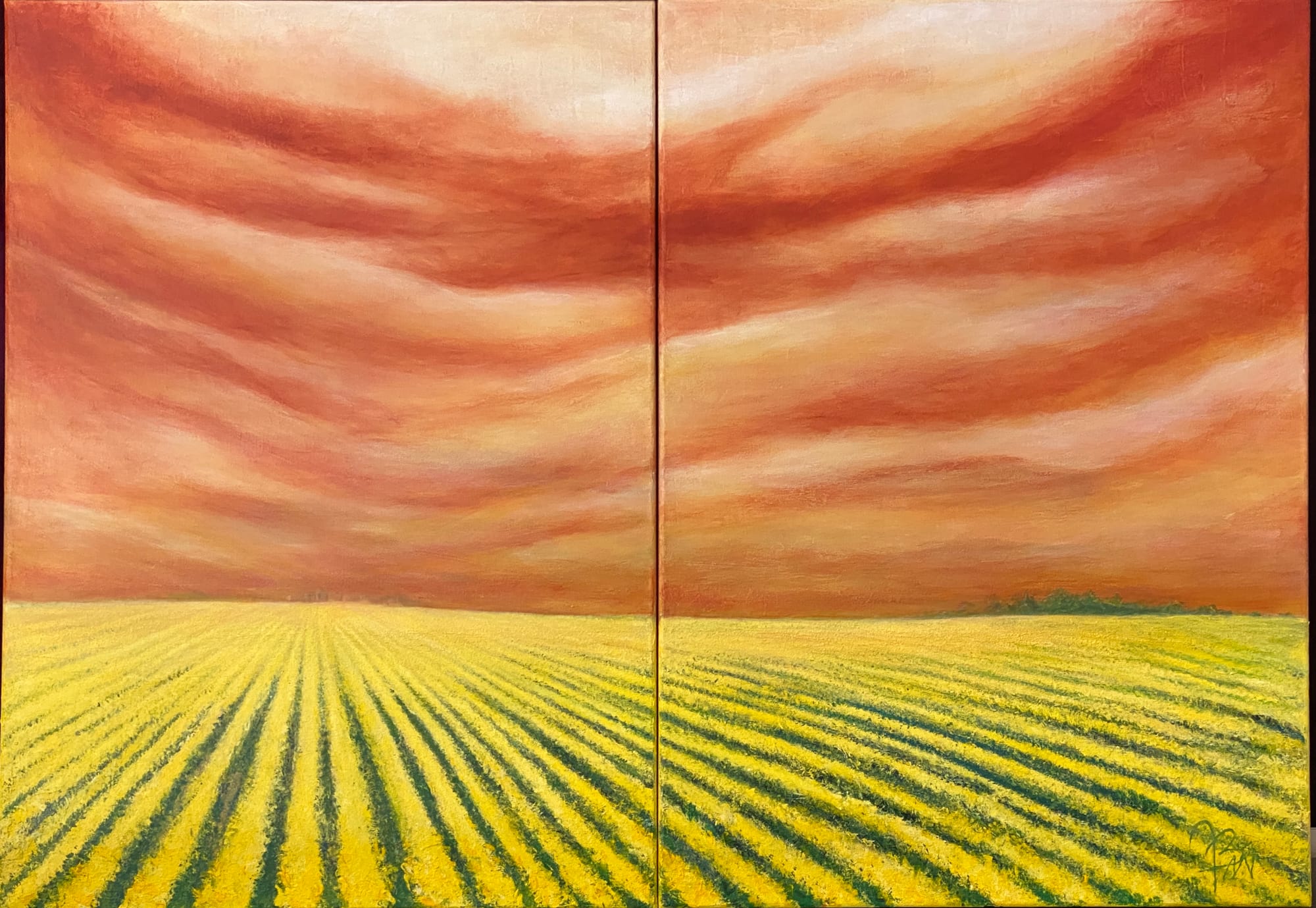 CANOLA FIELD