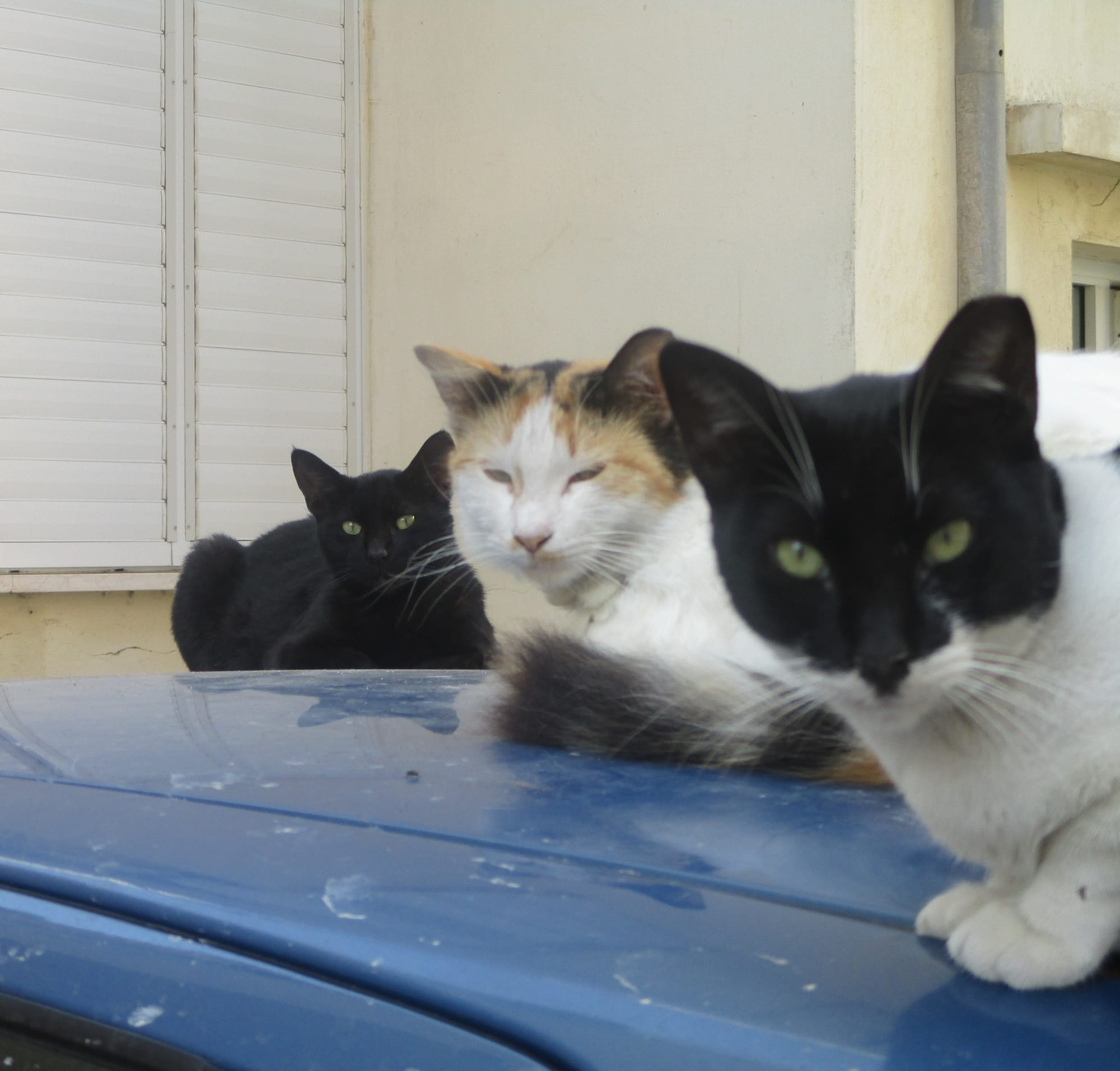 Stray Cats in Tel Aviv Jaffa