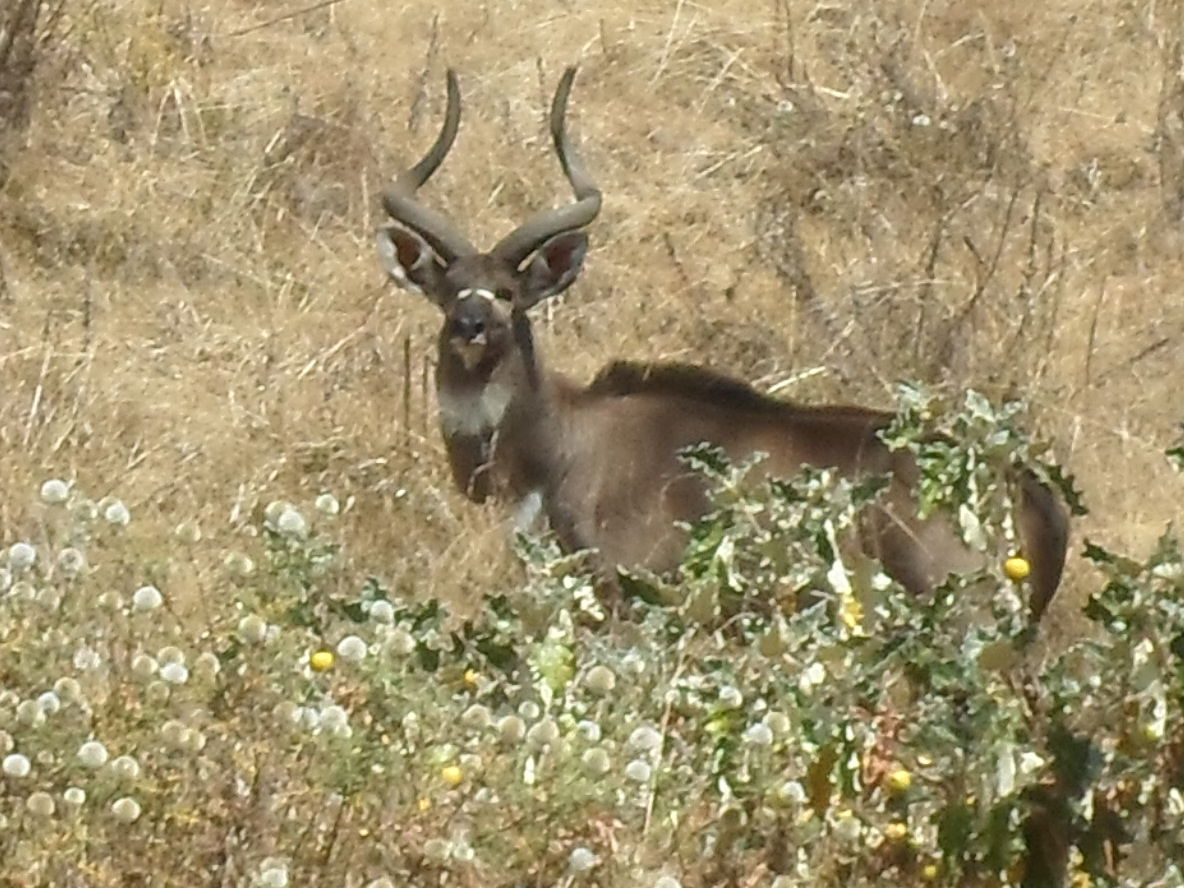 Bale Mountains