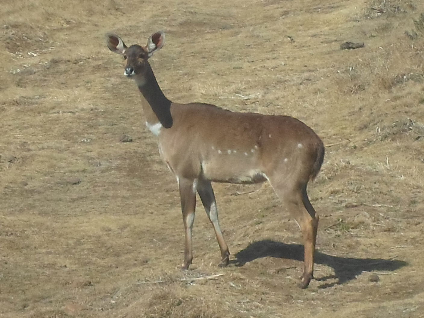 Bale Mountains