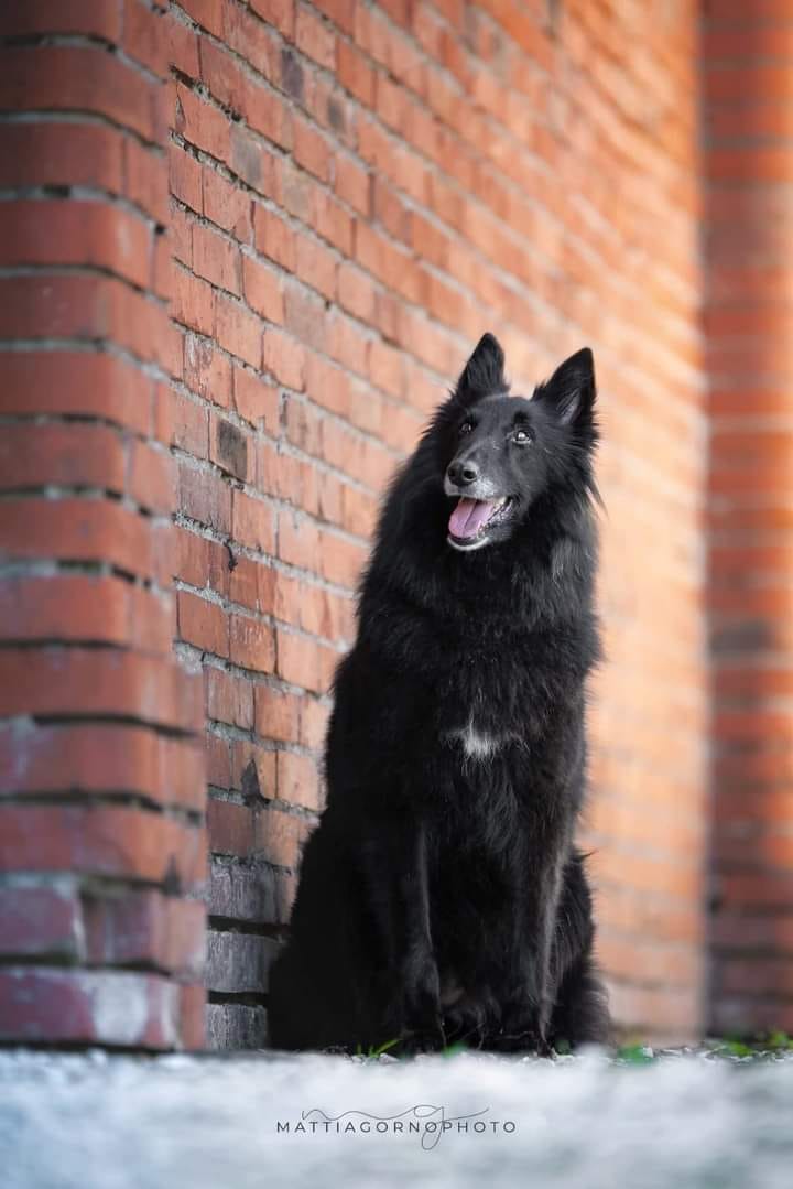ETNA CLEVER CANIN