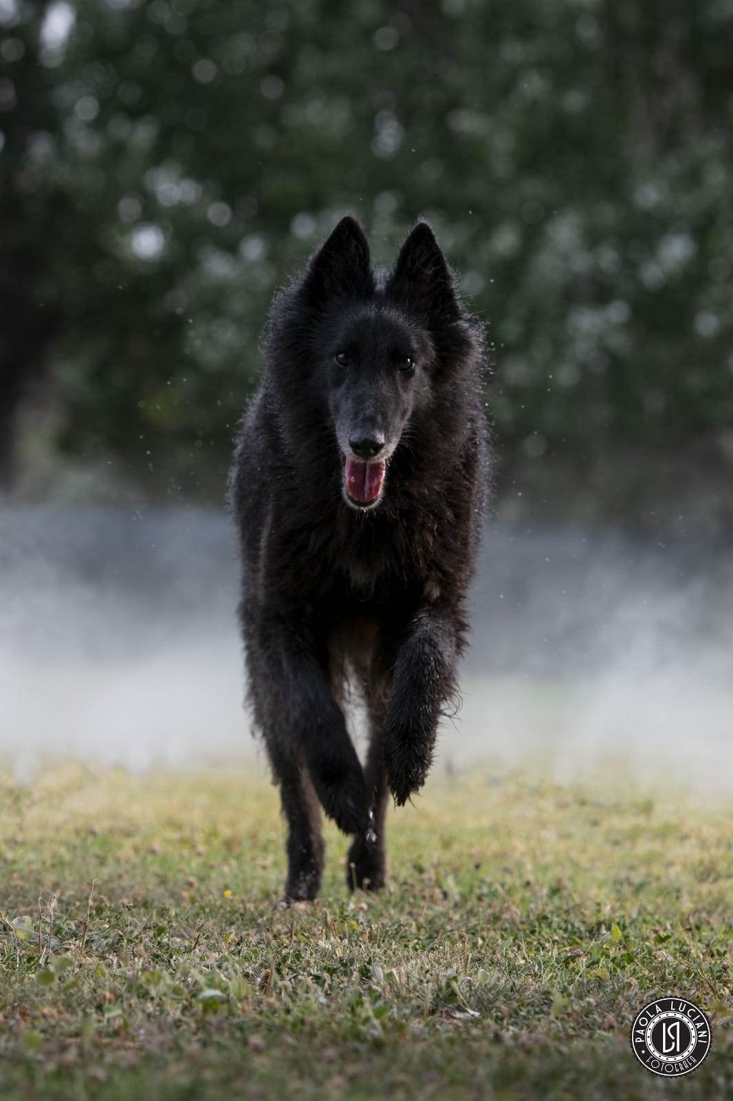 ETNA CLEVER CANIN