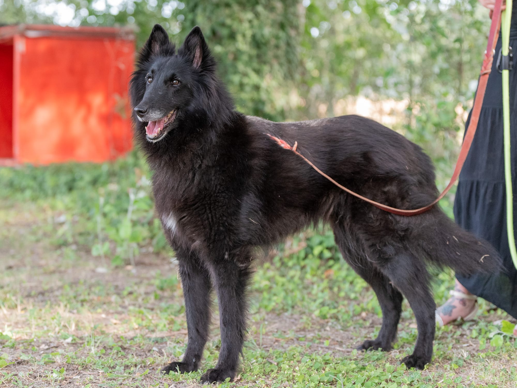 ETNA CLEVER CANIN
