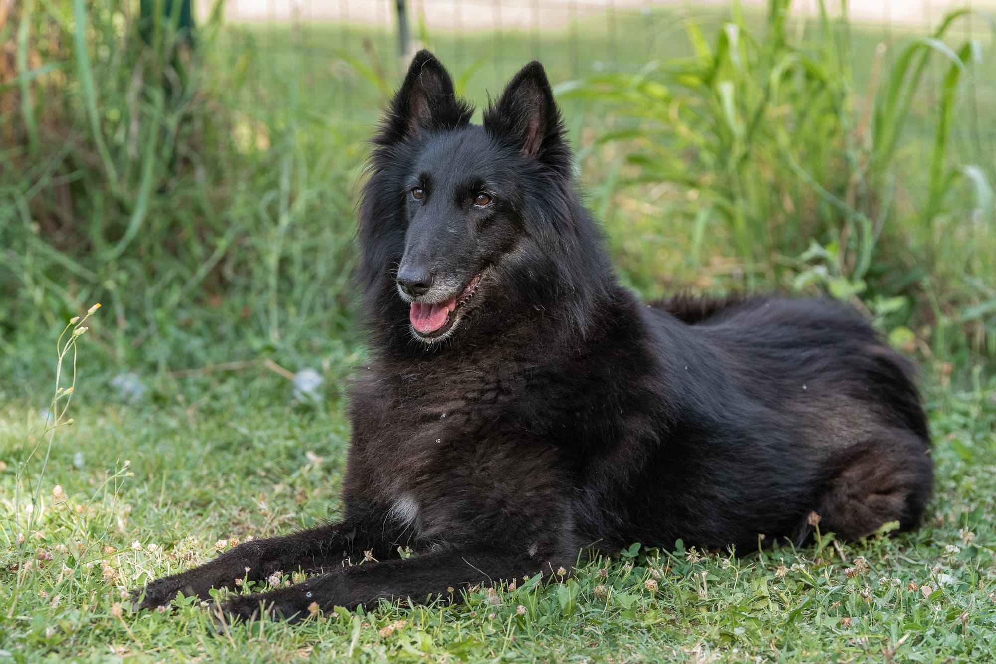 ETNA CLEVER CANIN
