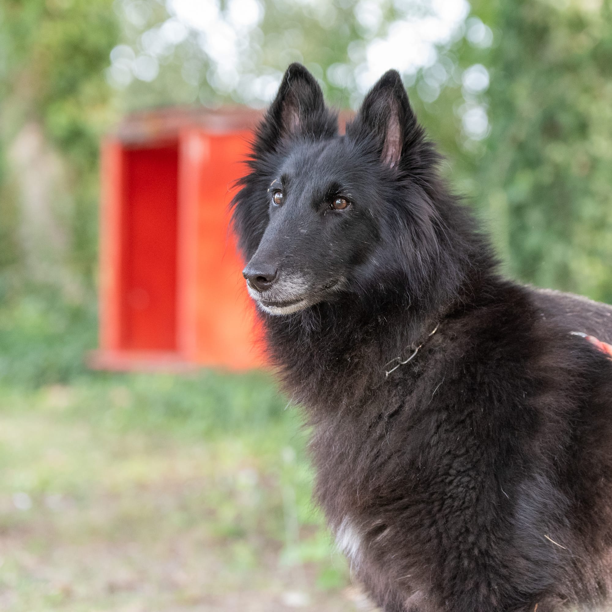 ETNA CLEVER CANIN