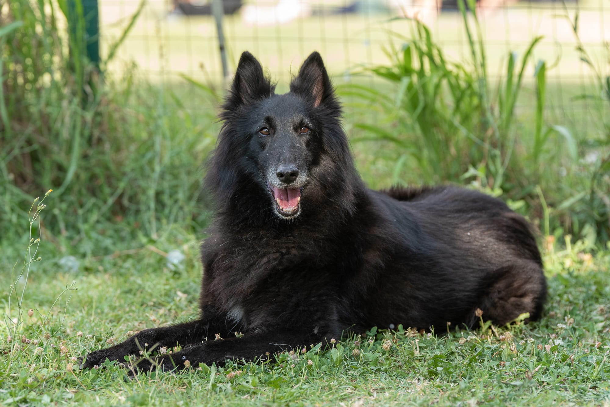 ETNA CLEVER CANIN