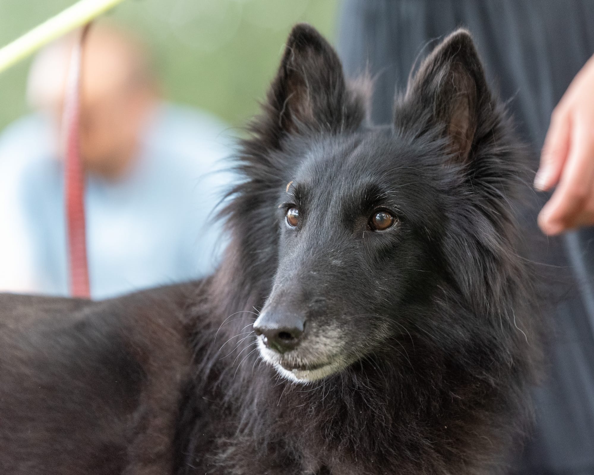 ETNA CLEVER CANIN