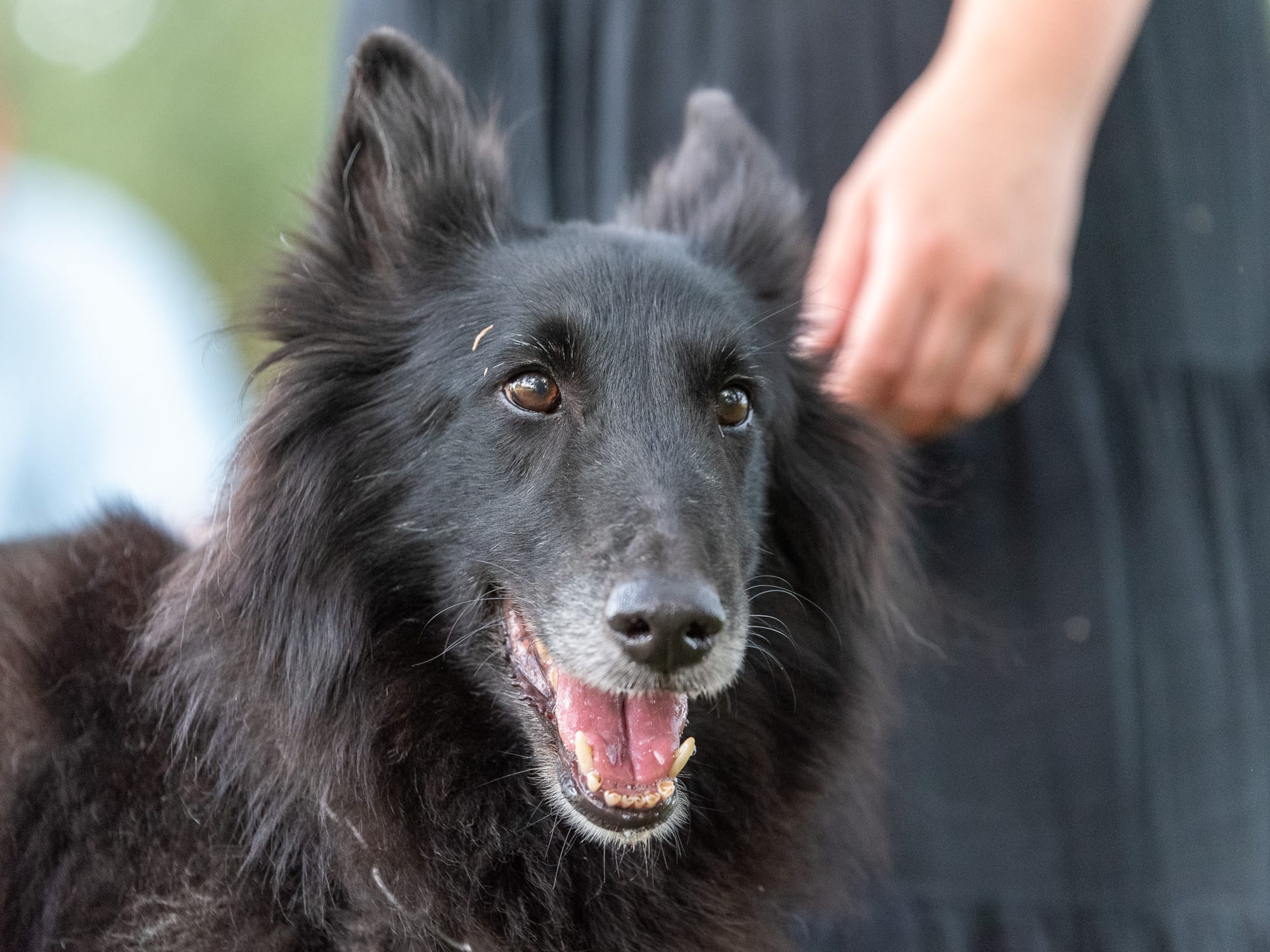 ETNA CLEVER CANIN