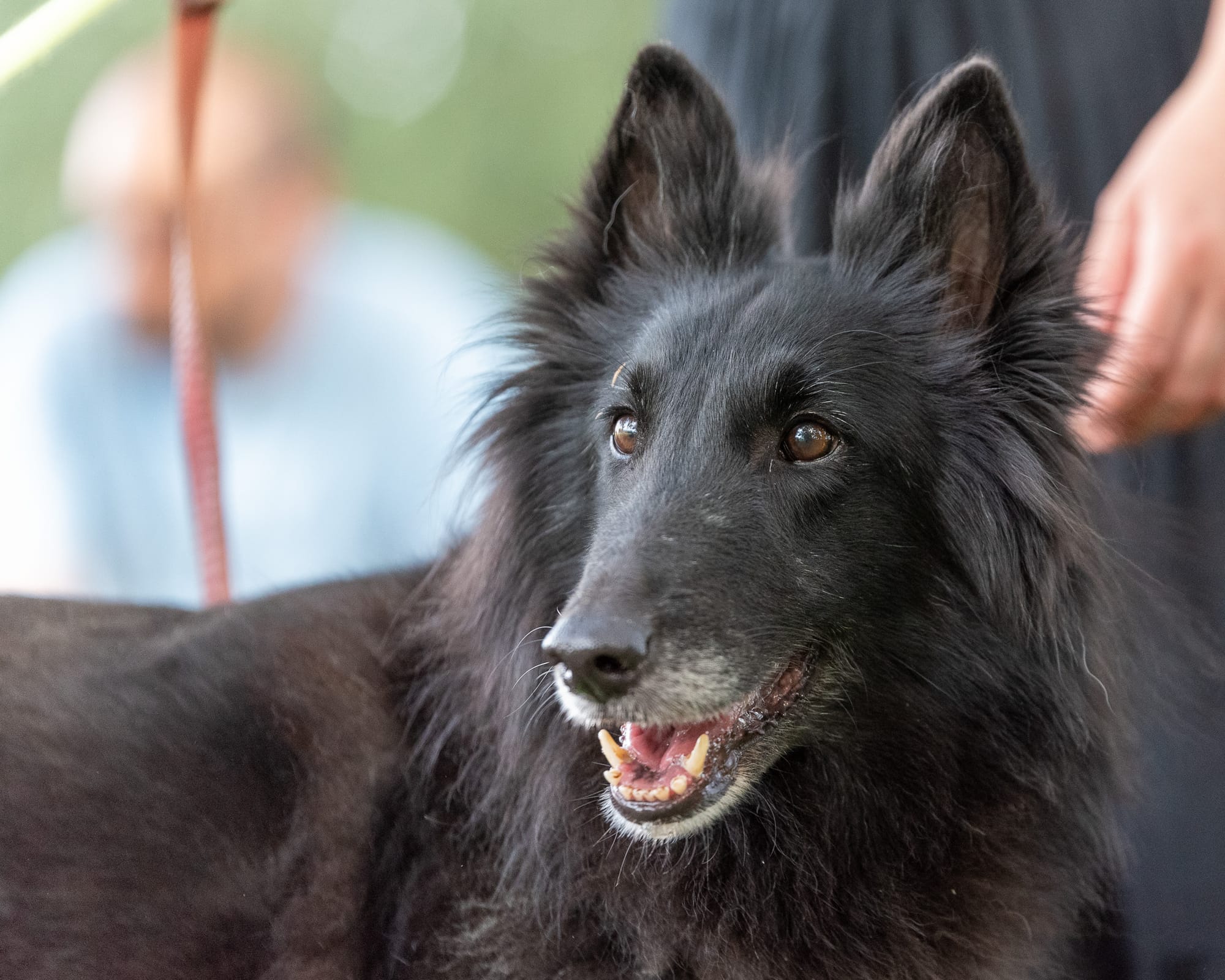 ETNA CLEVER CANIN