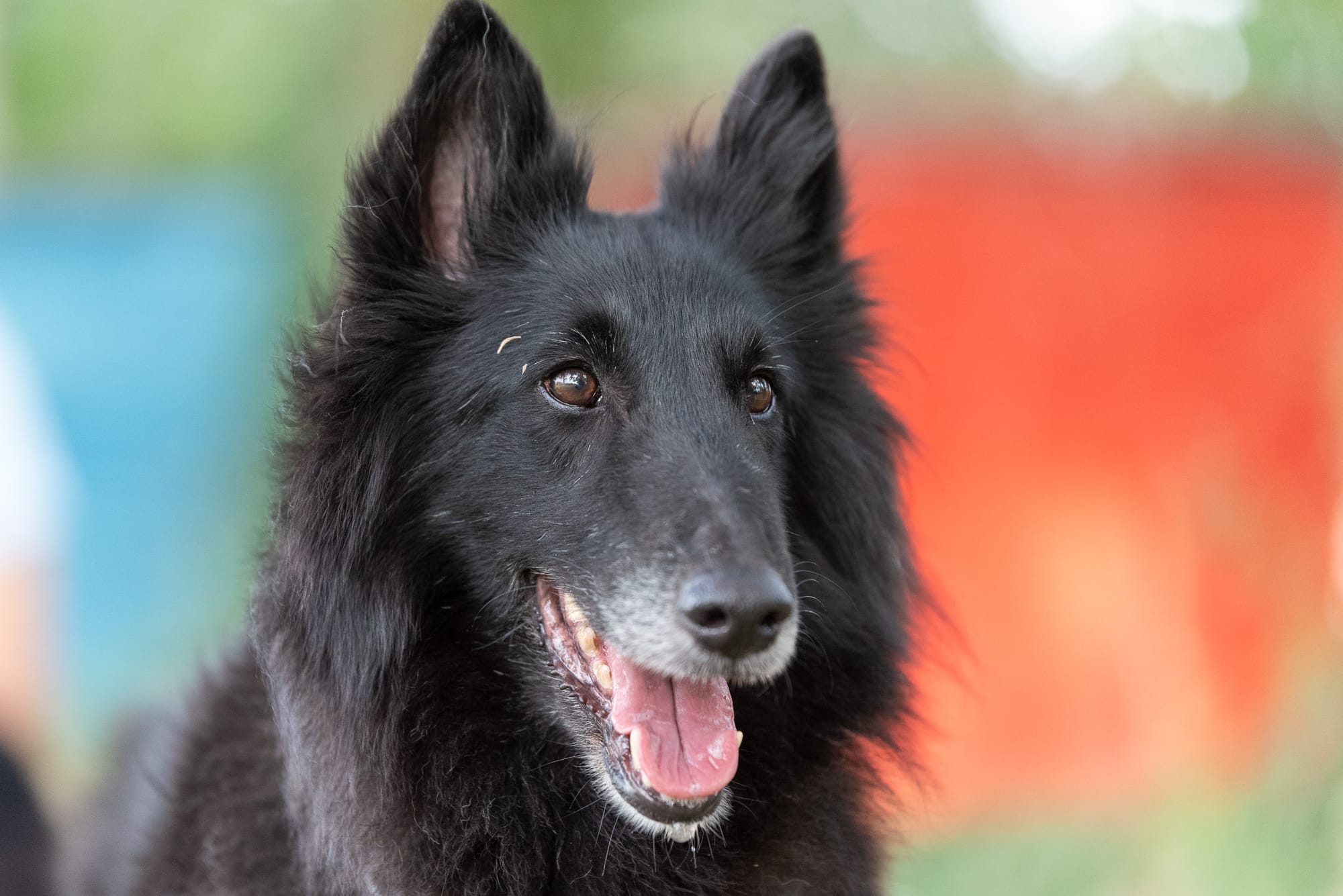 ETNA CLEVER CANIN