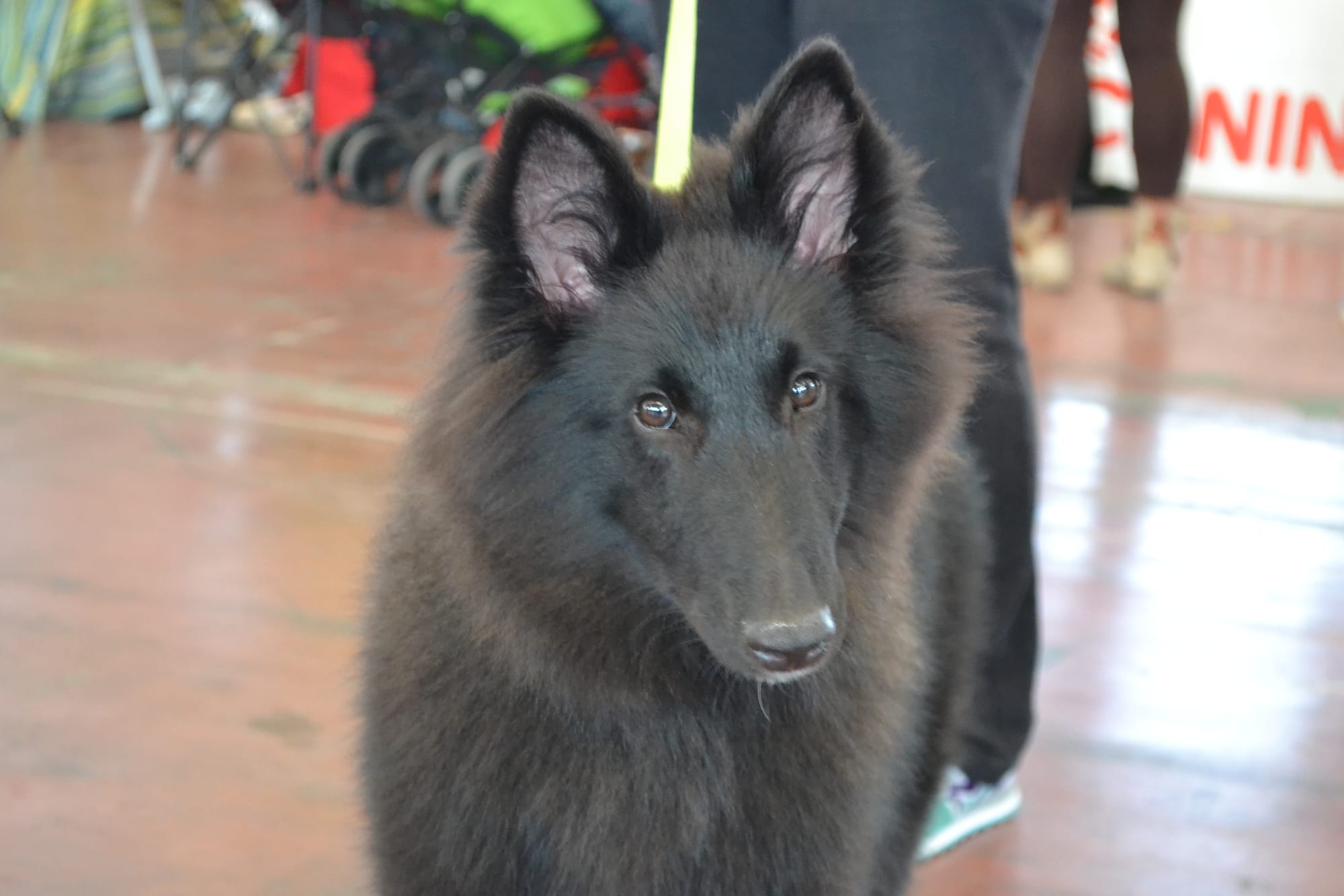 ETNA CLEVER CANIN