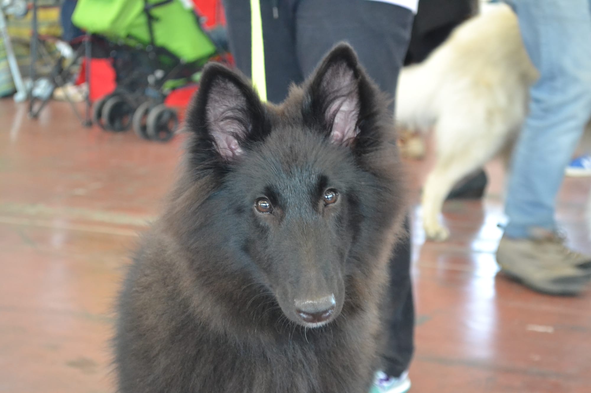 ETNA CLEVER CANIN