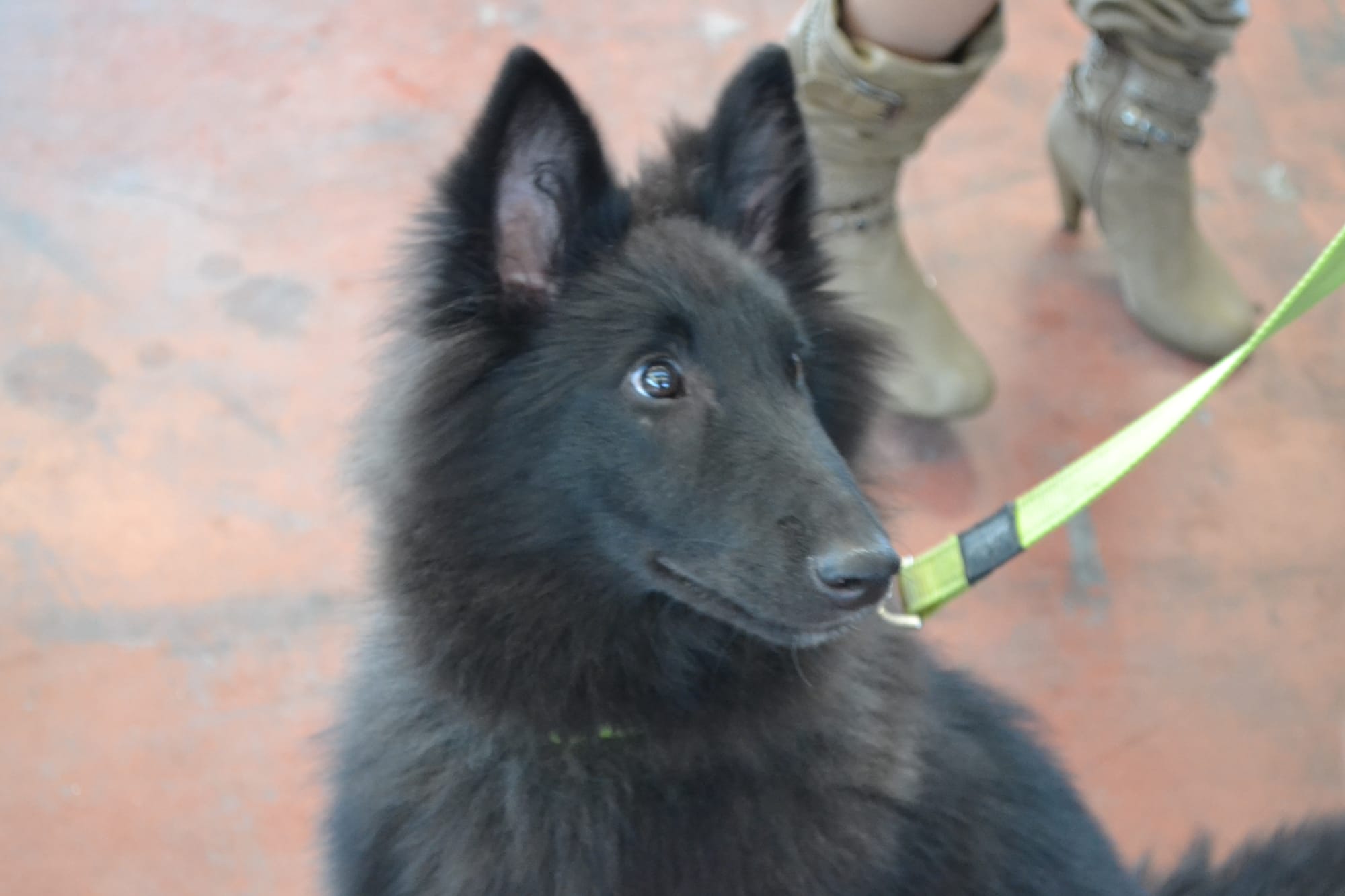 ETNA CLEVER CANIN