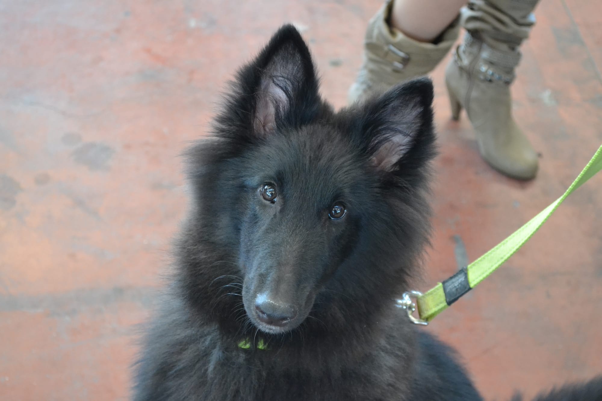 ETNA CLEVER CANIN